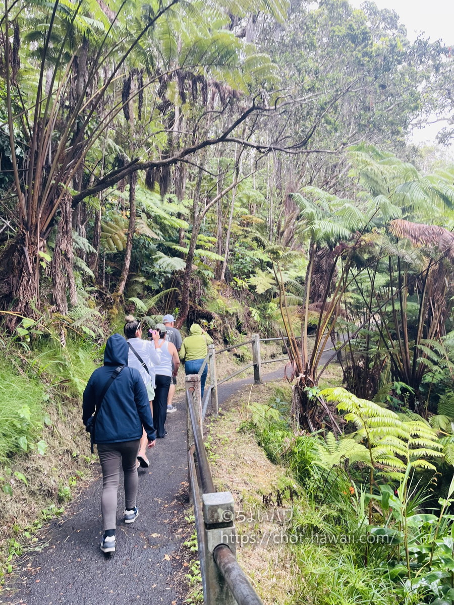 サーストン・ラバチューブ（ハワイ火山国立公園）の洞窟に続く道